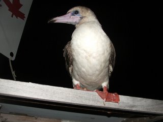 Red-footed booby on solar panel