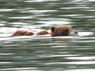 Nautical grizzly, Geographic Harbour