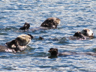 Raft of sea otters