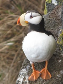 Horned puffin, Pribilofs