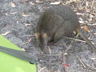 Pademelon, Tasmania