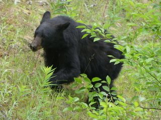 Black bear near Prince Rupert