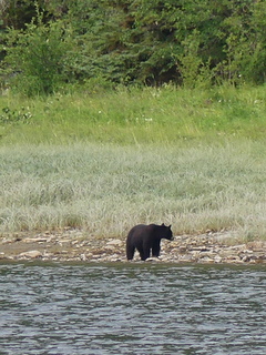 Black bear at Eucott <br>Hot Springs