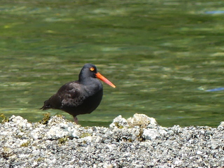 Black oystercatcher