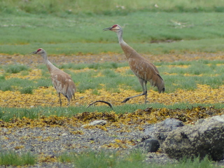 Sandhill cranes