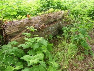 Fallen totem (2019): compare with 1990