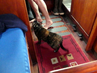 Needy cat, Ford Cove