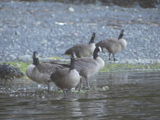 Cackling geese