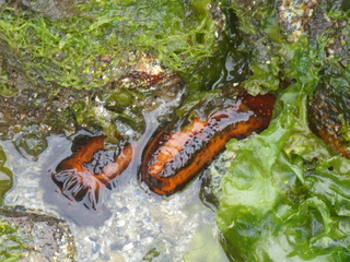Sea cucumbers