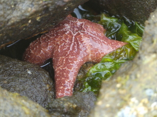 Ochre sea star