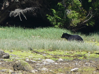 Black bear on beach