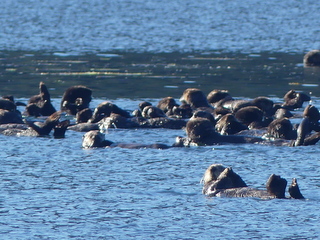Sea Otter raft