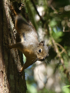 Douglas squirrel