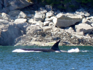 Orca, Drury Inlet