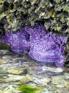 Sea star