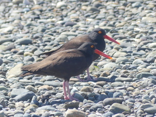 Oystercatchers