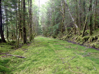 Old logging road
