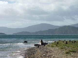 Ship Cove, Queen Charlotte Sound