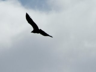 Andean condor