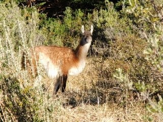 Guanaco near Yendegaia