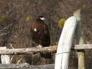 Striated caracara, Yendegaia