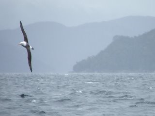 Albatross near Cabo Raper