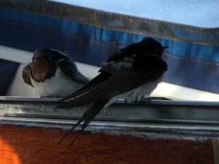 Visiting lovebirds