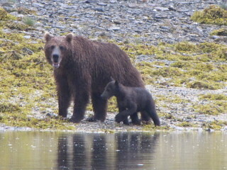 Grizzly bear and cub, Geographic Harbour