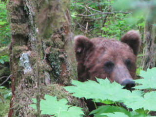 Grizzly, Afognak