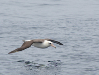 Albert shows off his low flying