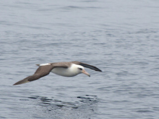 Albert shows off his low flying