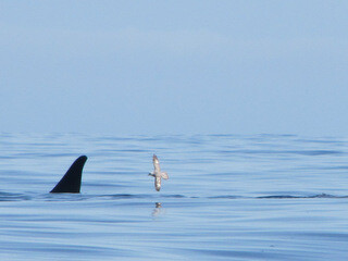 Orca and Northern fulmar off Kodiak Island