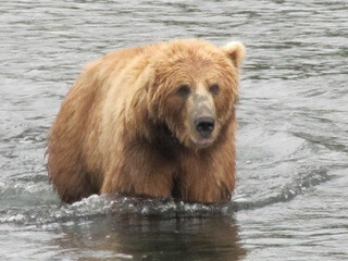 Kodiak bear, Fraser Lake, Kodiak