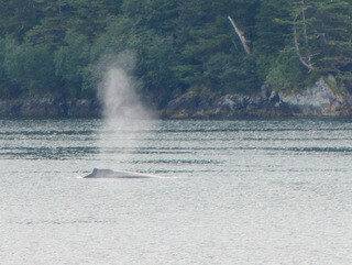 Humpback whale, Alaska Peninsula