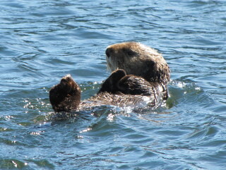 Sea otter swimming