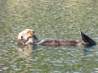 Sea otter relaxing