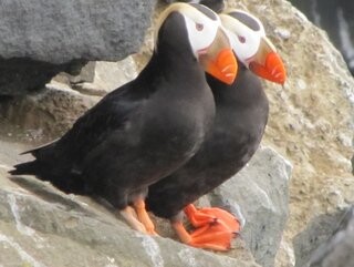 Tufted puffin, Pribilof Islands, Alaska