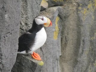 Horned puffin, Pribilof Islands, Alaska