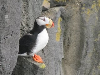 Horned puffin, Pribilof Islands, Alaska