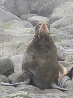 Northern fur seal, Pribilofs