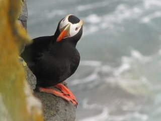 Tufted puffin, Pribilof Islands, Alaska