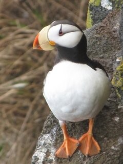Horned puffin, Pribilofs