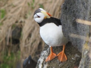 Horned puffin, Pribilof Islands, Alaska