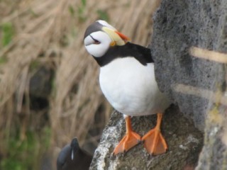 Horned puffin, Pribilof Islands, Alaska