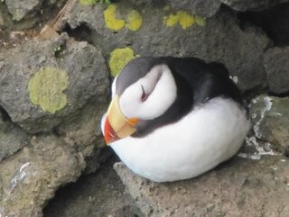 Horned puffin, Pribilof Islands, Alaska
