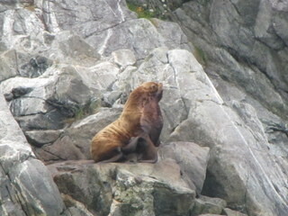 Steller's sea-lion