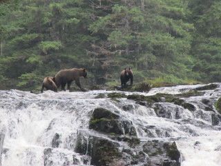 Grizzly bears at Pavlov Harbour