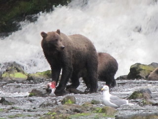 Grizzly bears at Pavlov Harbour