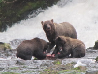 Grizzly bears at Pavlov Harbour