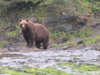 Grizzly bear at Pavlov Harbour